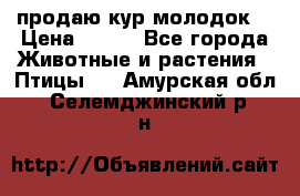 продаю кур молодок. › Цена ­ 320 - Все города Животные и растения » Птицы   . Амурская обл.,Селемджинский р-н